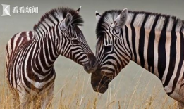 斑马视频,视频揭秘斑马生活与习性